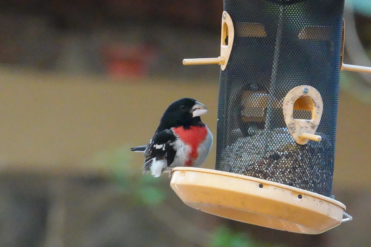 Rose-breasted Grosbeak - ML637184649