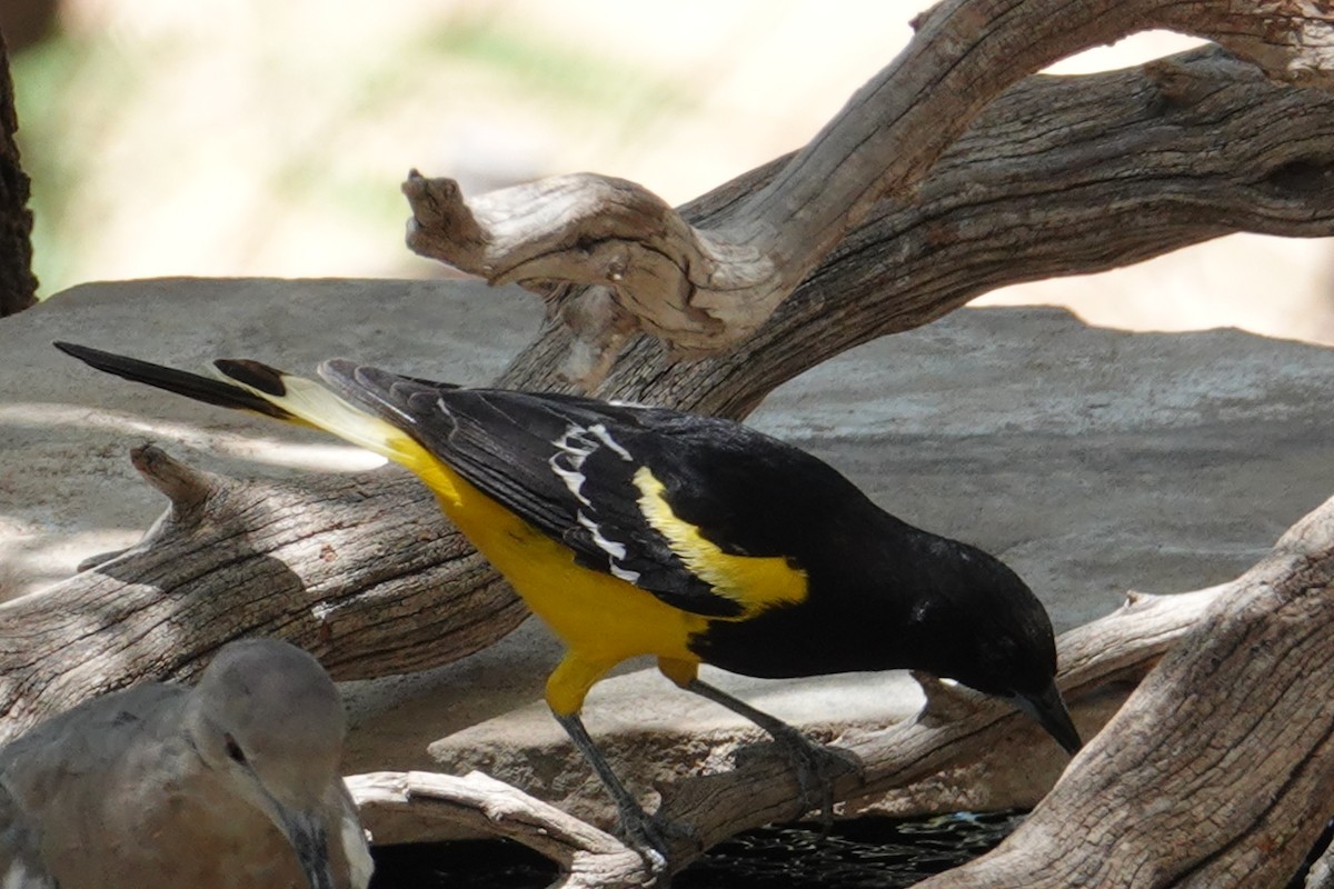 Scott's Oriole - ML637184698