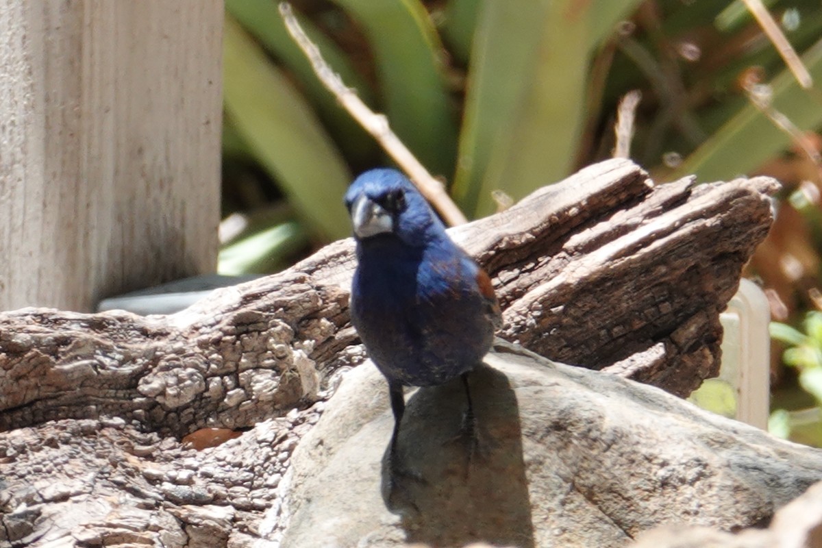 Blue Grosbeak - ML637184710
