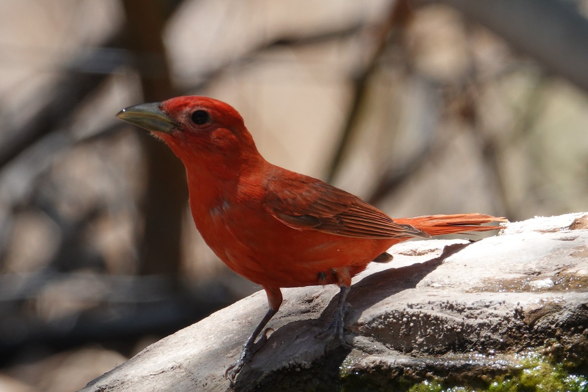 Summer Tanager - ML637184725