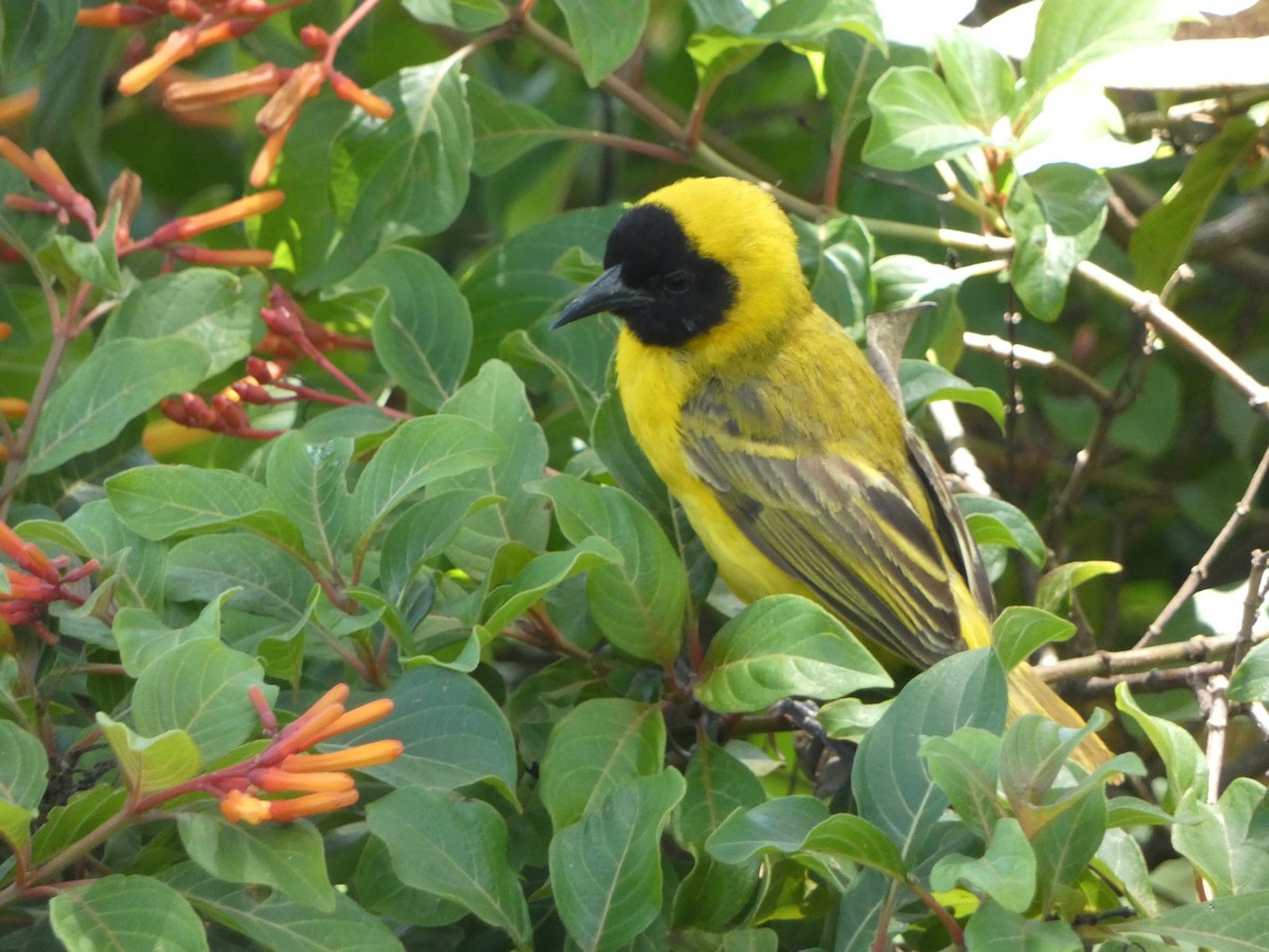 Slender-billed Weaver - ML637184729