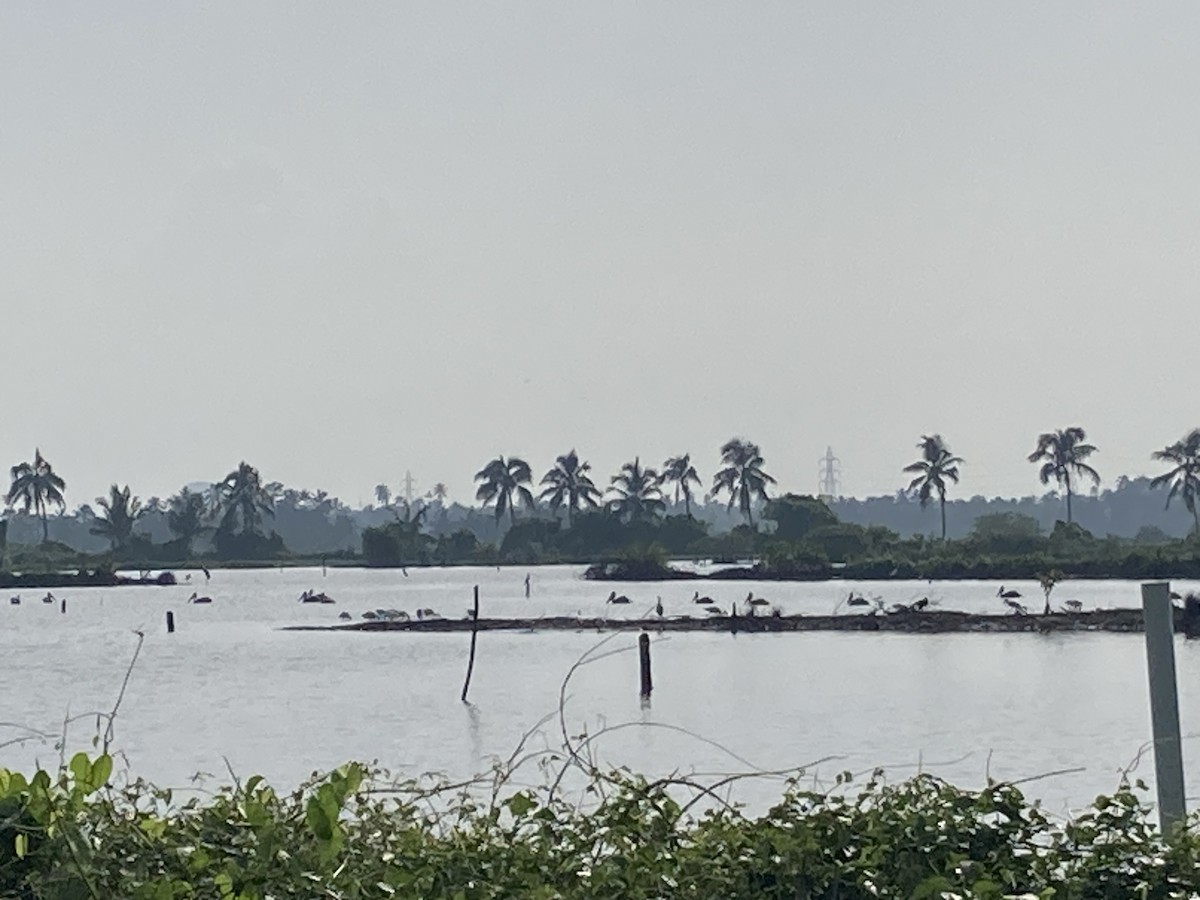 Spot-billed Pelican - ML637184775