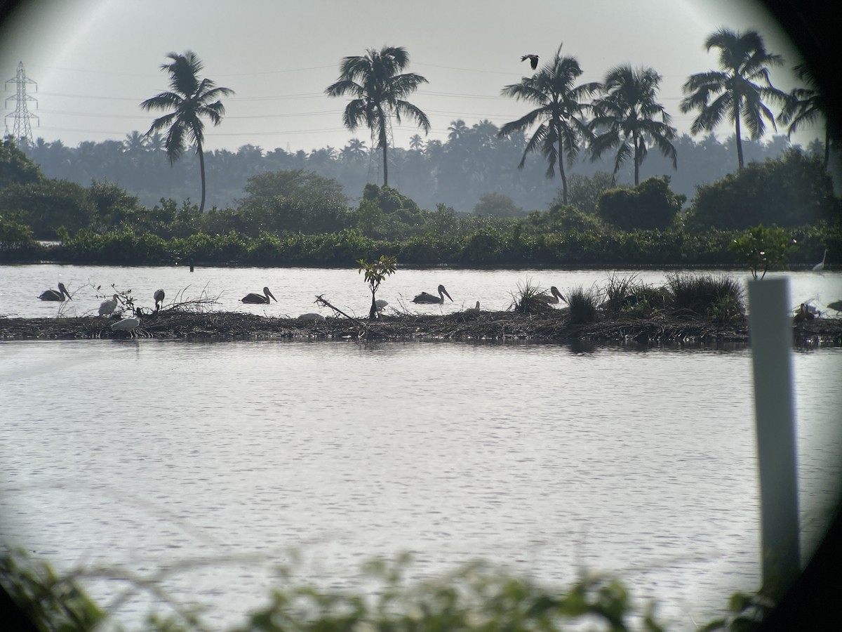 Spot-billed Pelican - ML637184776