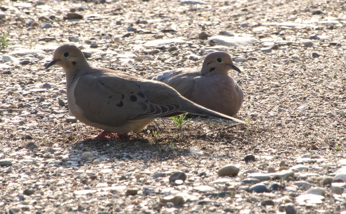 Mourning Dove - ML637184810