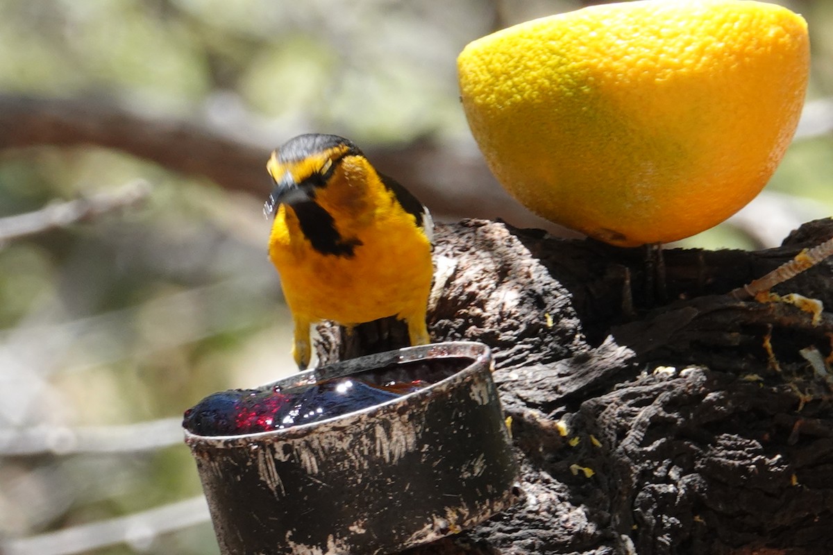 Bullock's Oriole - ML637184811