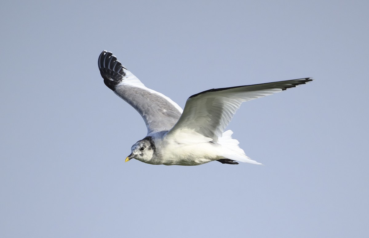 叉尾鷗 - ML637184926