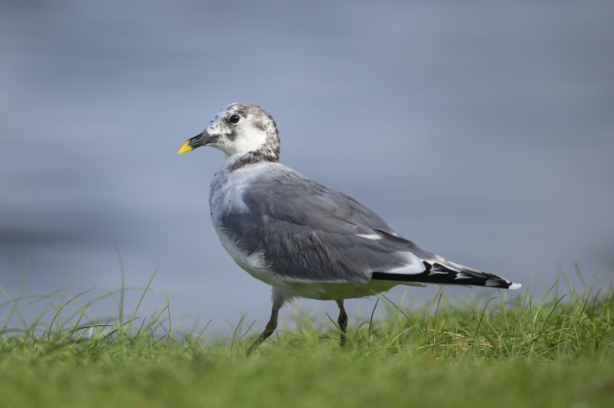 叉尾鷗 - ML637184929