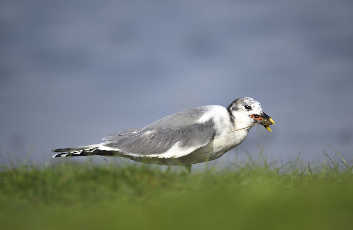 叉尾鷗 - ML637184936