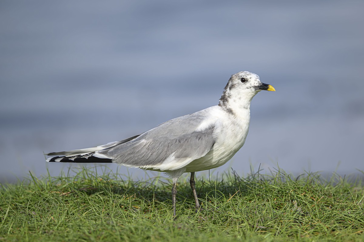 叉尾鷗 - ML637184938