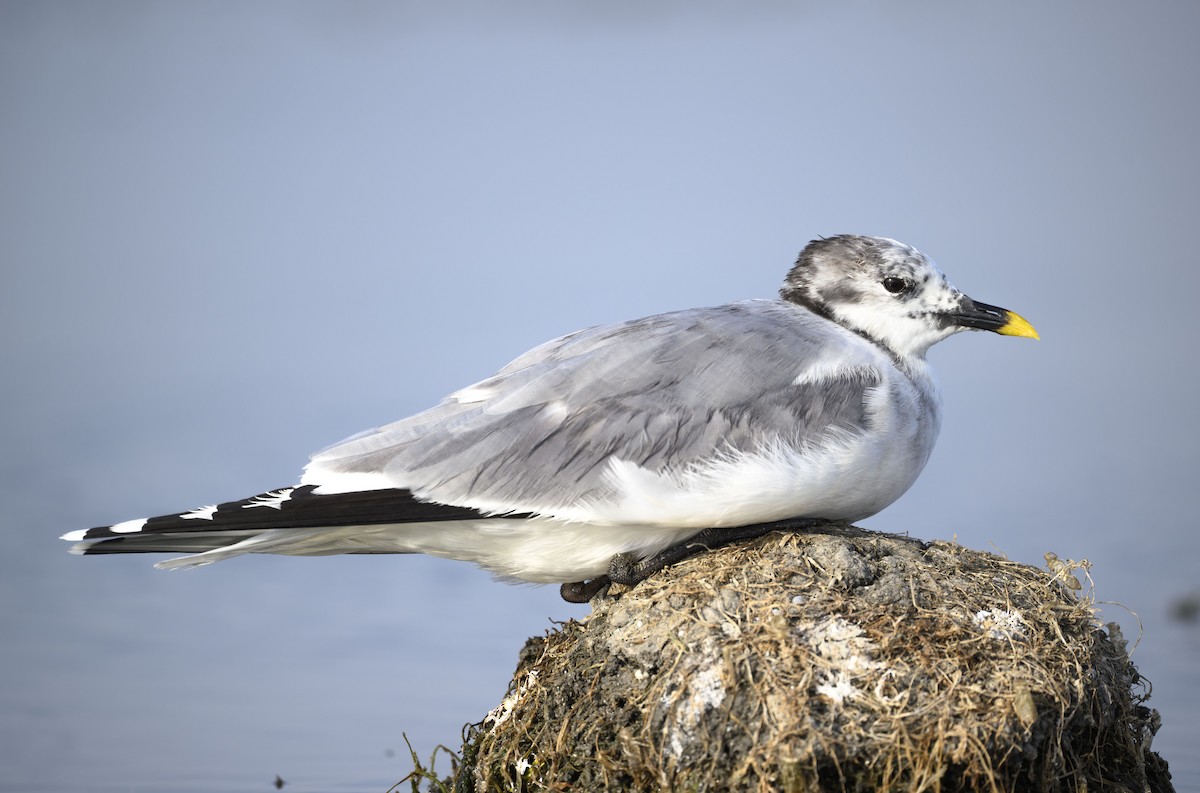 叉尾鷗 - ML637184939