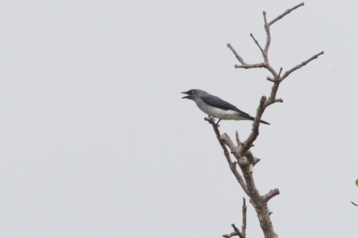White-rumped Cuckooshrike - ML637184996