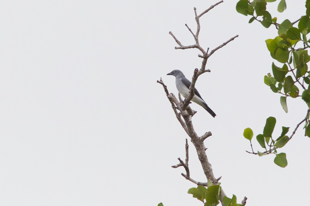White-rumped Cuckooshrike - ML637184997