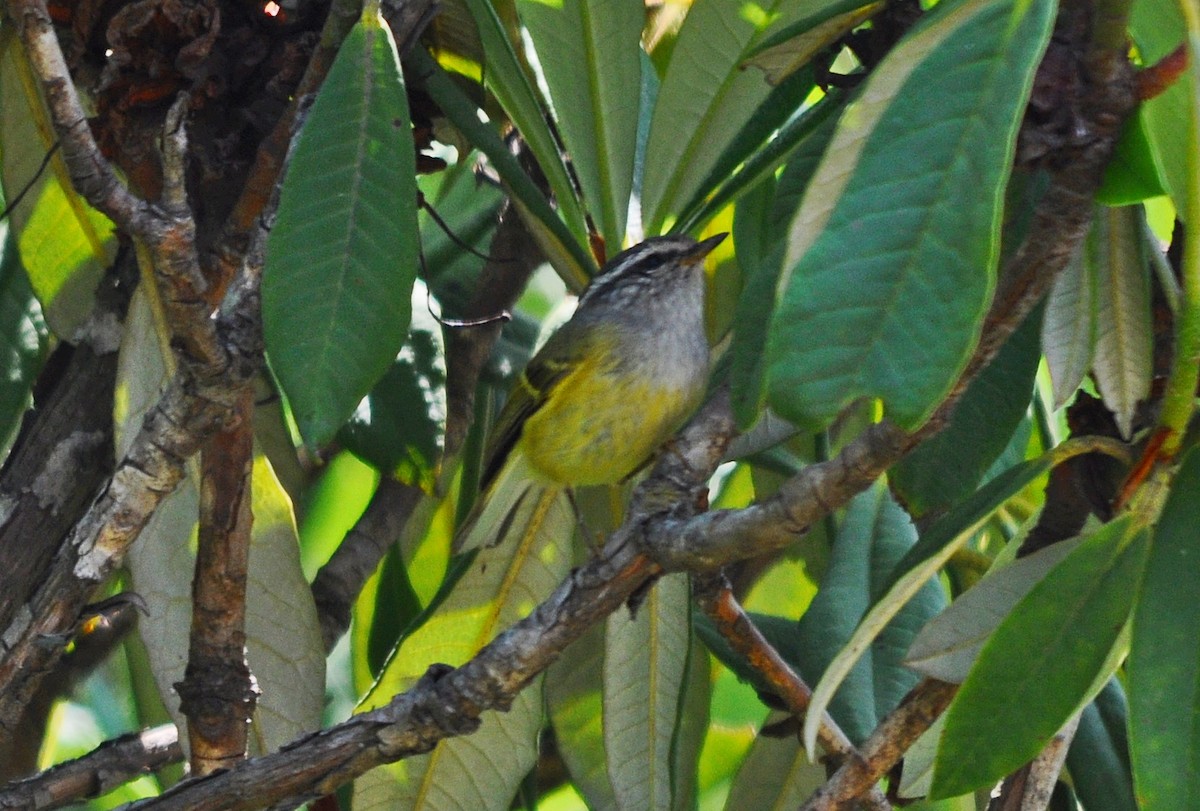 Ashy-throated Warbler - ML637185077