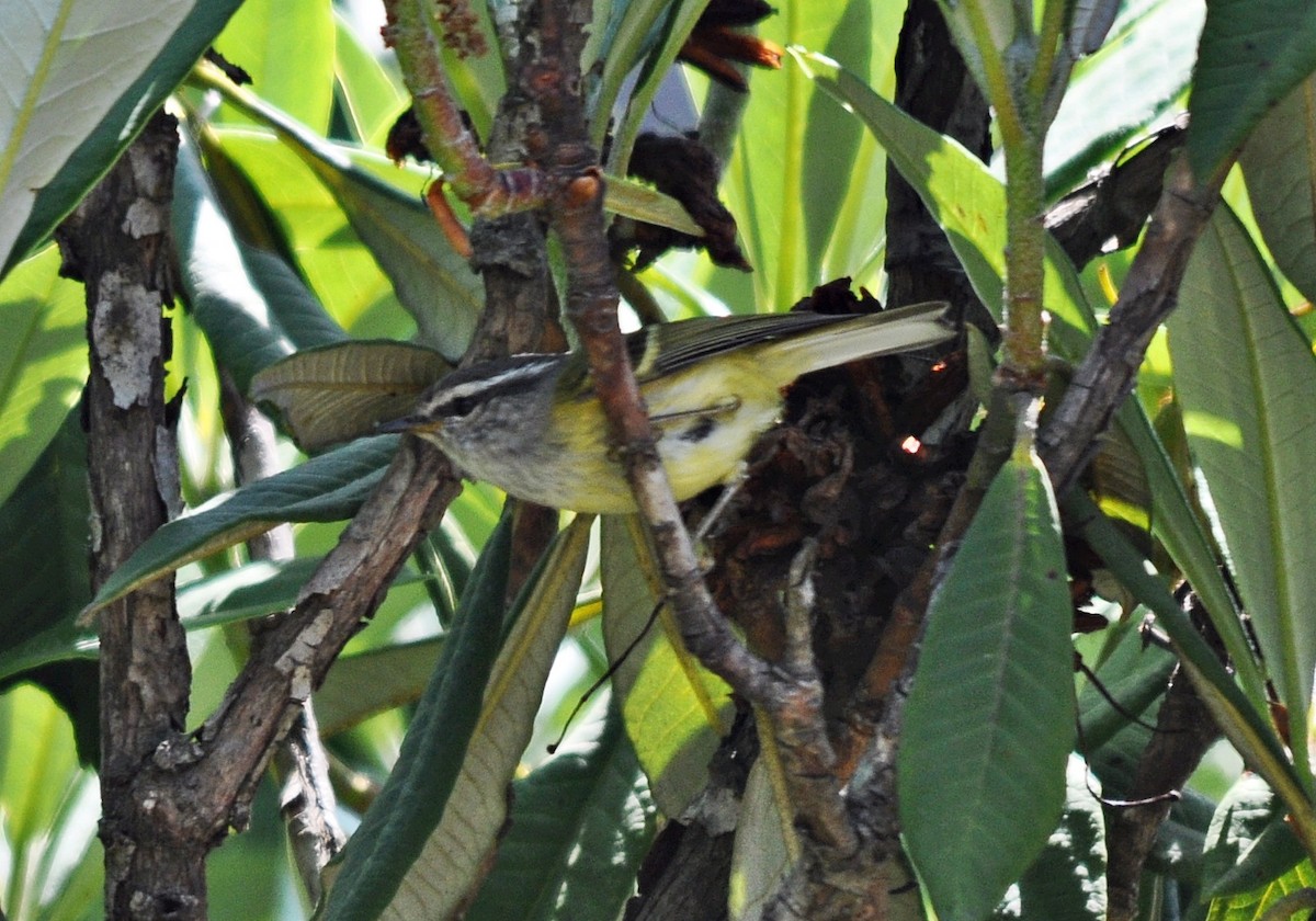 Ashy-throated Warbler - ML637185078