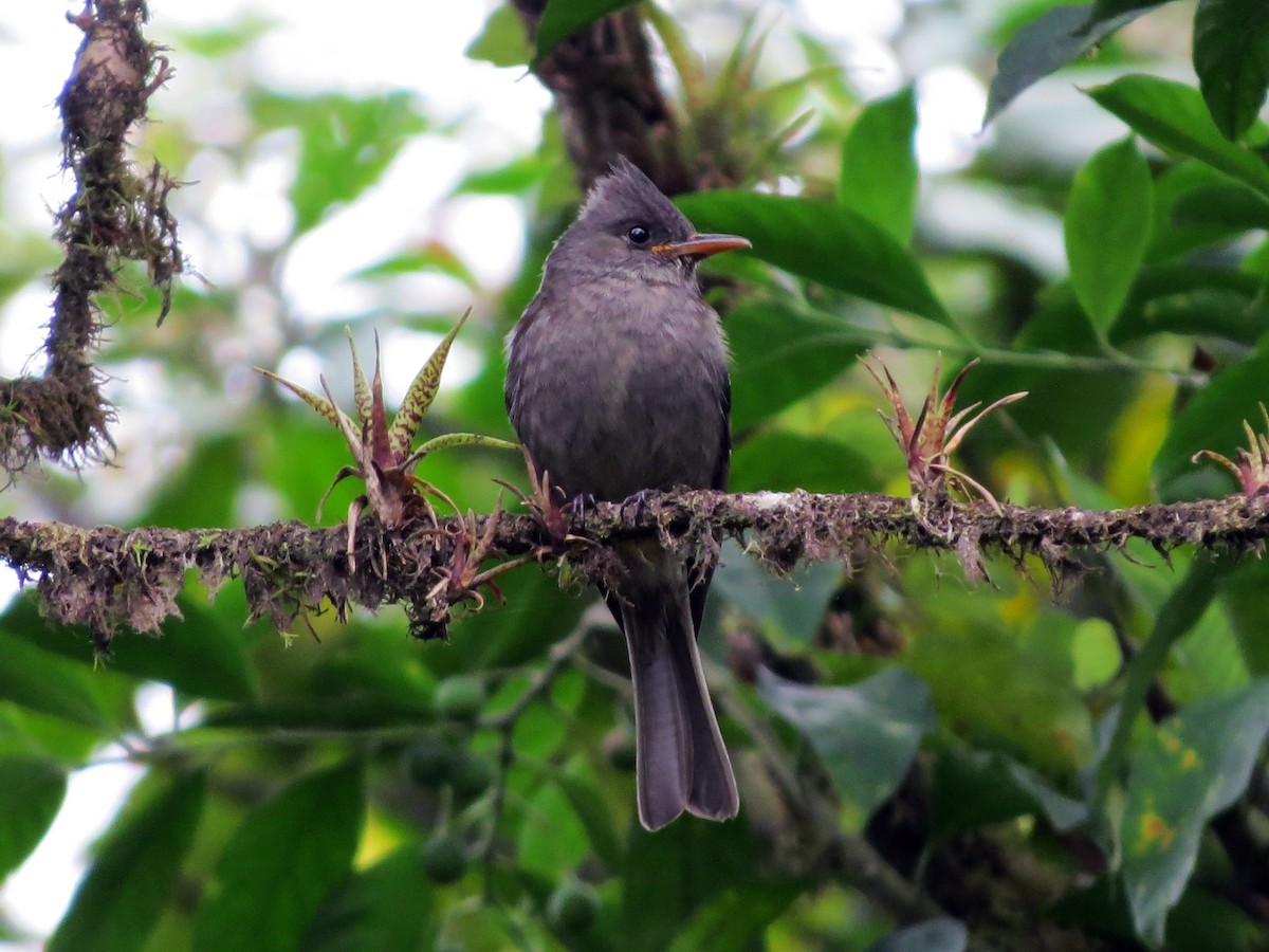 Dark Pewee - ML637185093