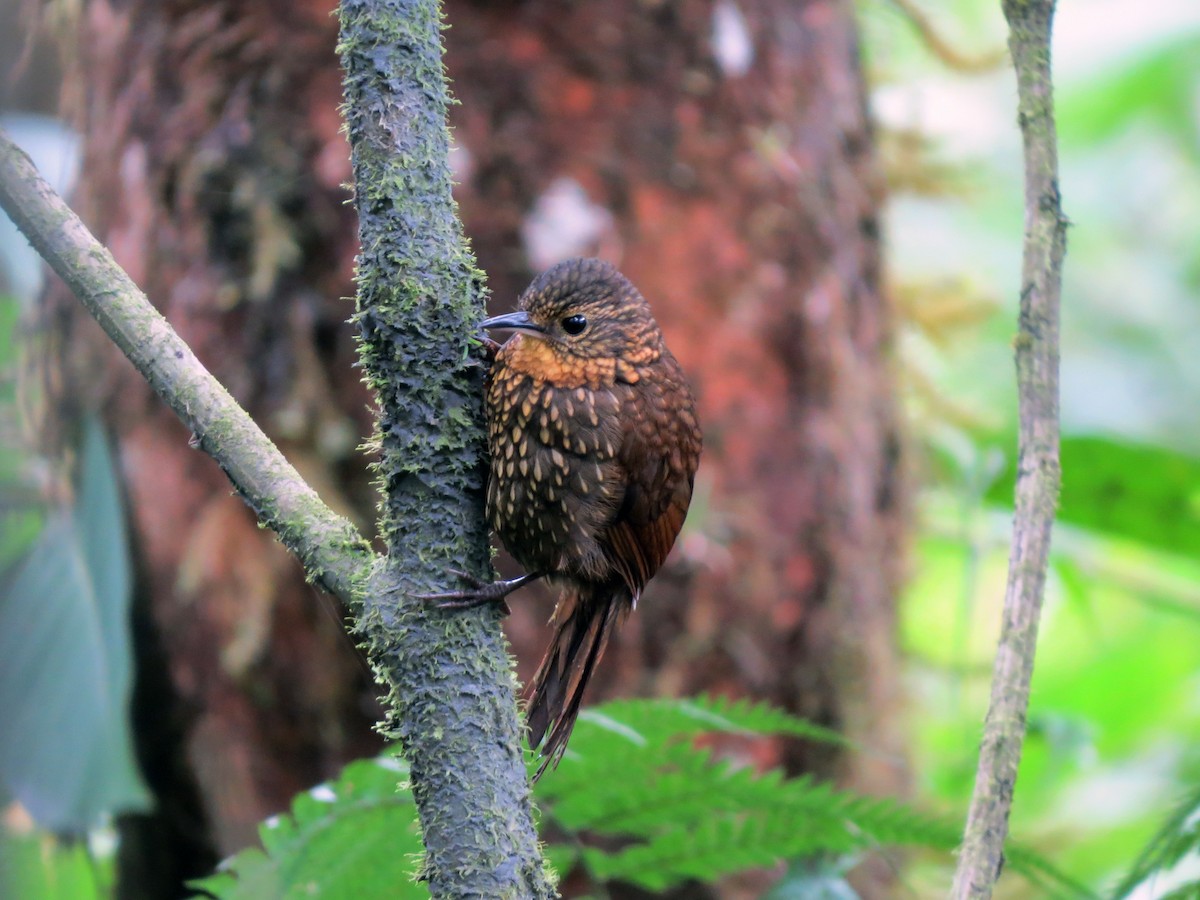 Spotted Barbtail - ML637185102