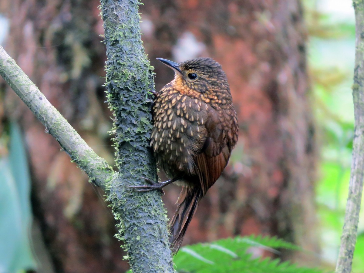 Spotted Barbtail - ML637185103