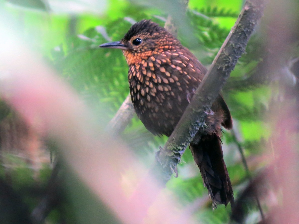 Spotted Barbtail - ML637185106