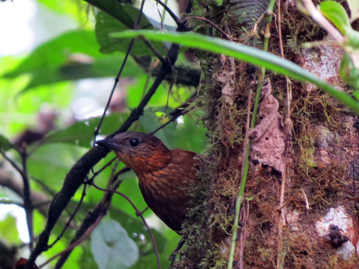 Streak-breasted Treehunter - ML637185112