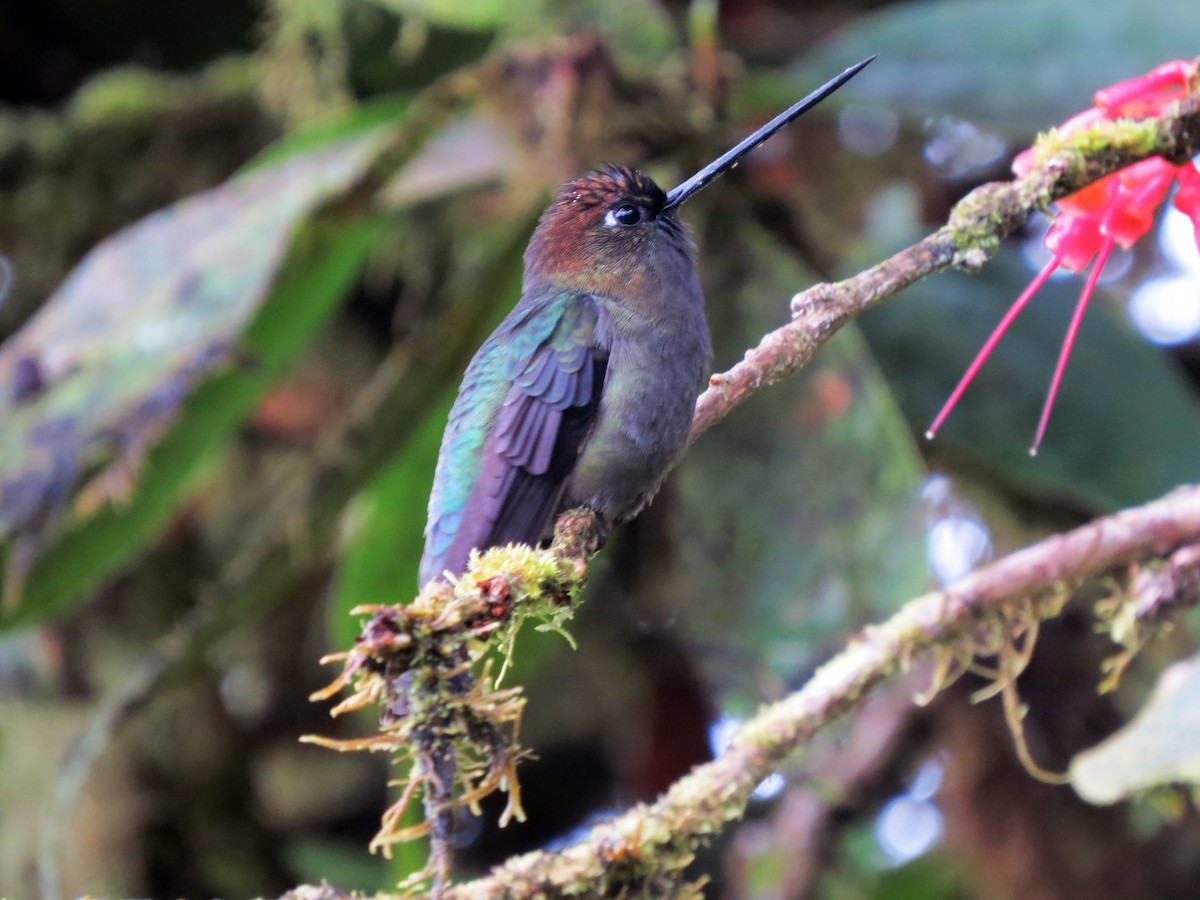Green-fronted Lancebill - ML637185149