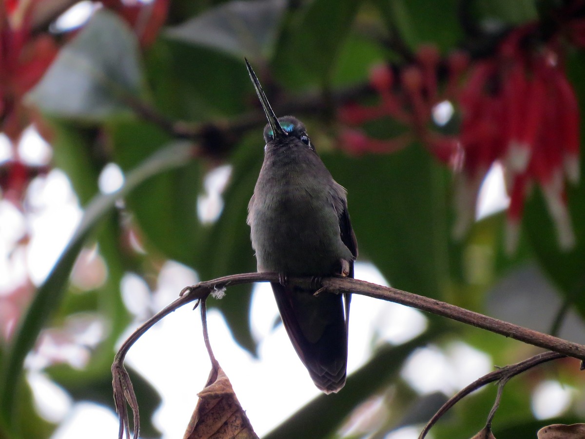 Green-fronted Lancebill - ML637185156
