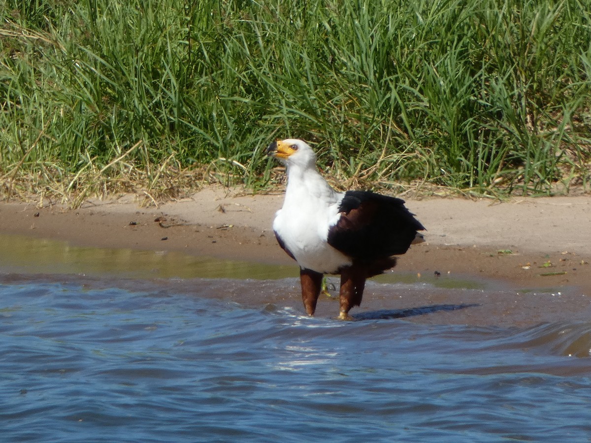 African Fish-Eagle - ML637185208