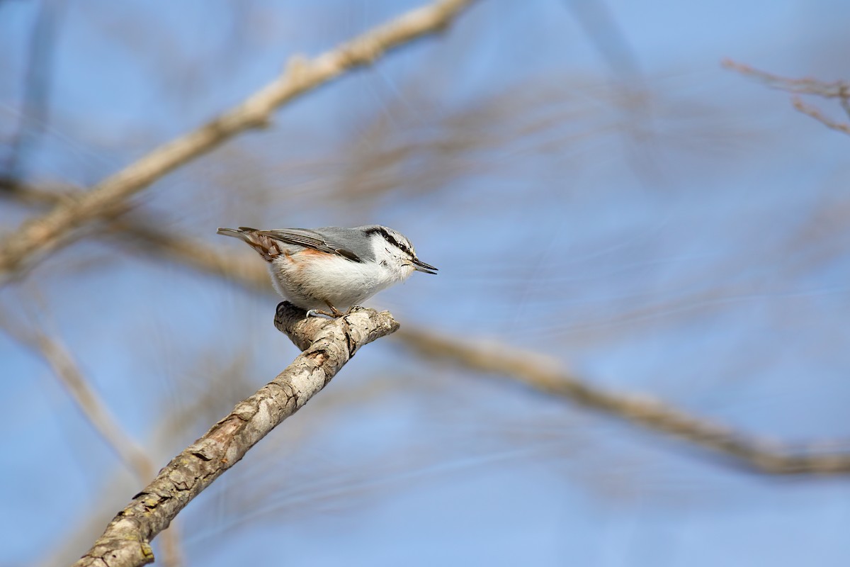 Eurasian Nuthatch (White-bellied) - ML637185219