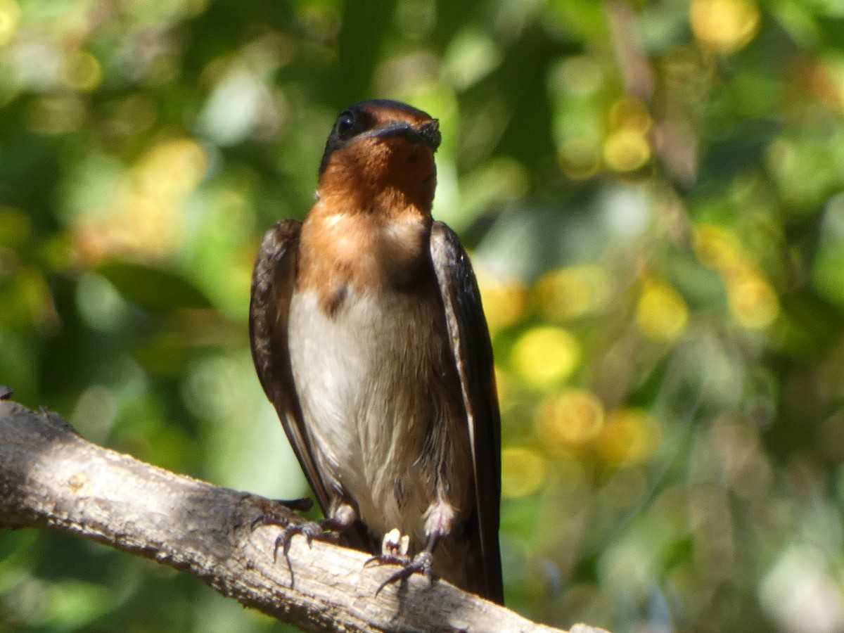 Angola Swallow - ML637185234