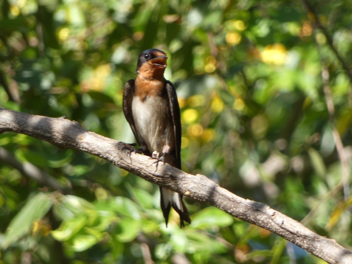 Angola Swallow - ML637185253
