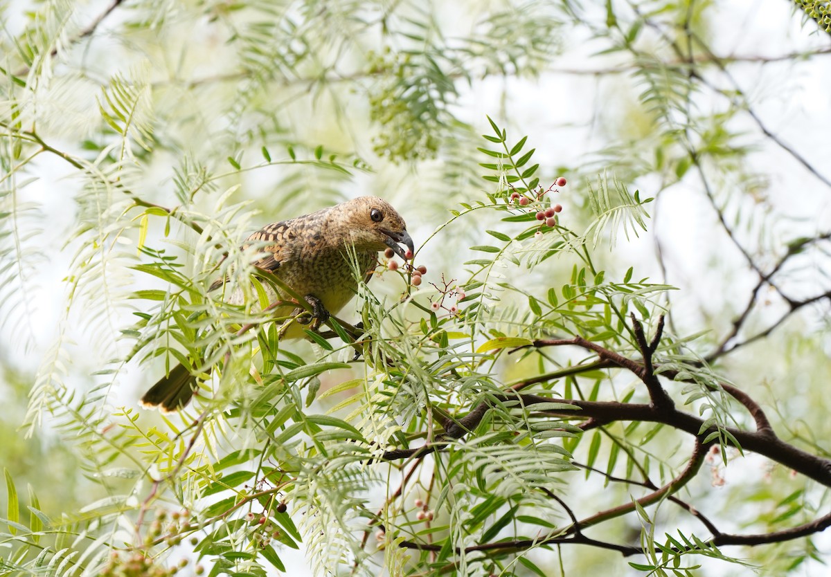 Spotted Bowerbird - ML637185296