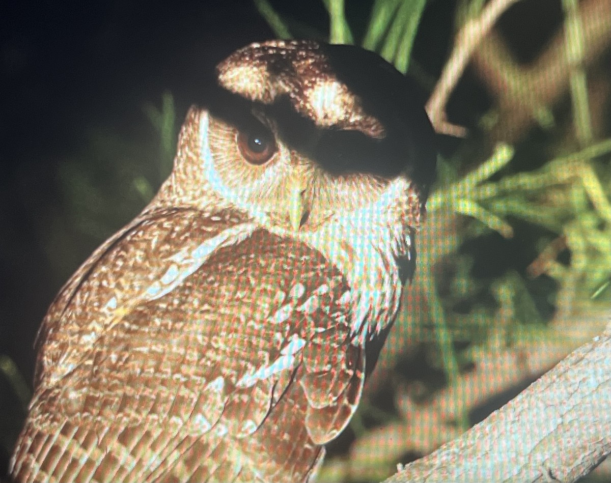 Mottled Owl - ML637185305
