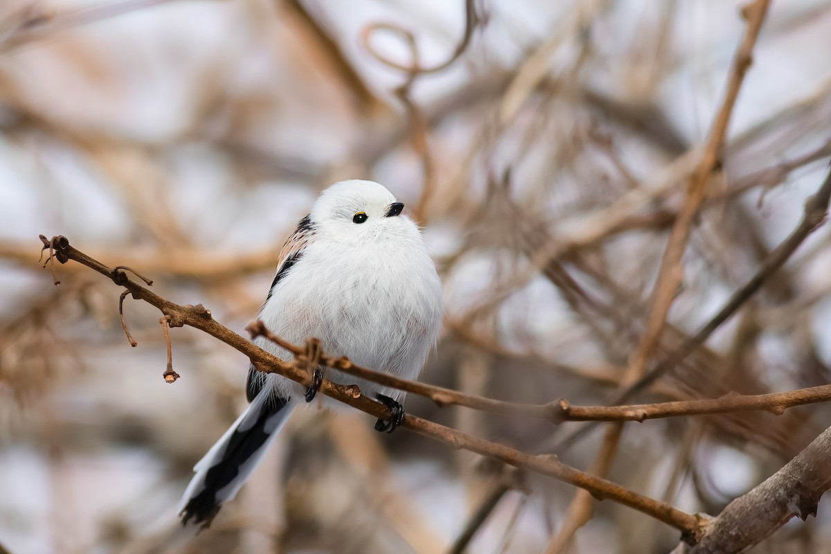 Long-tailed Tit (caudatus) - ML637185324