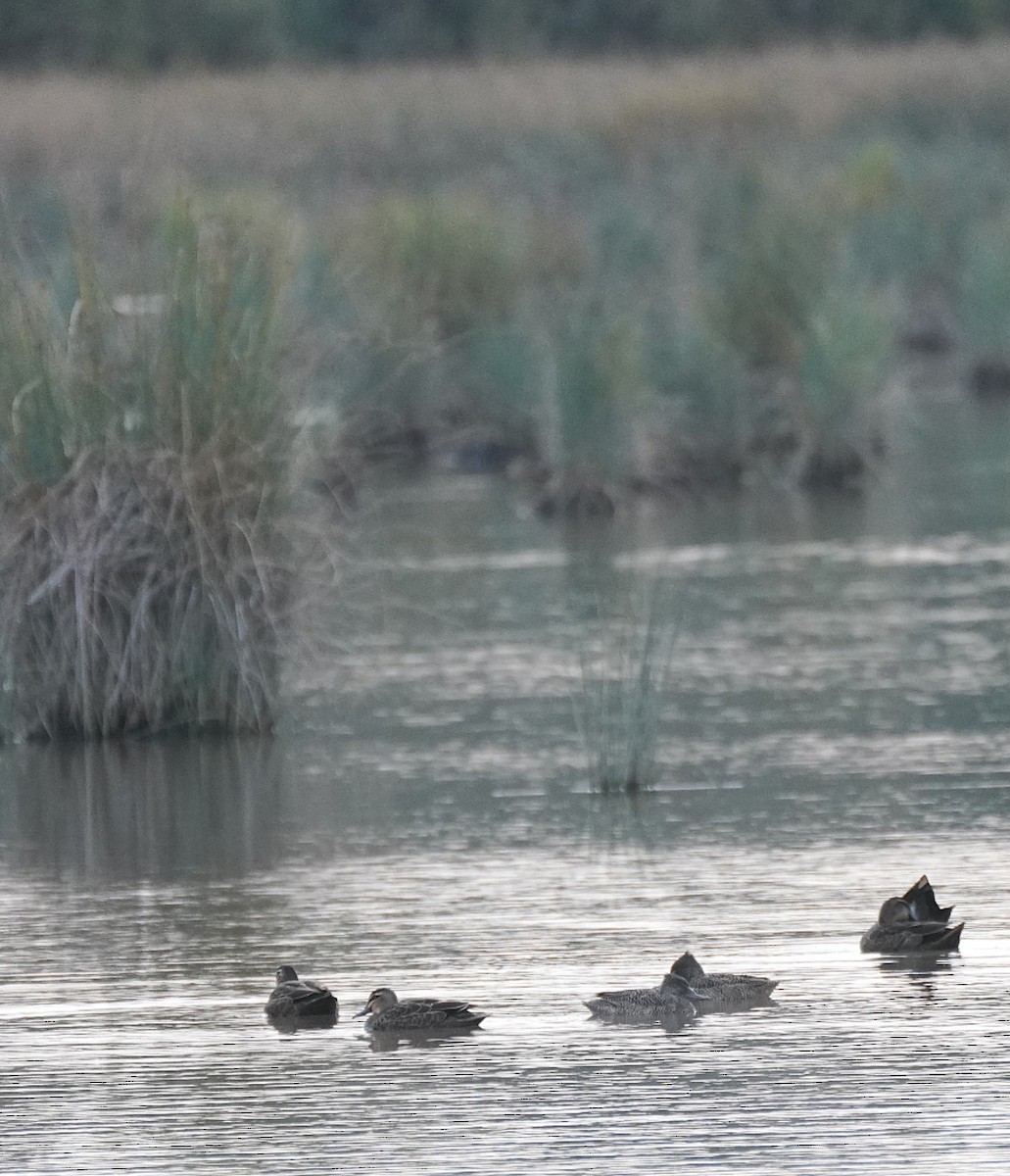 Freckled Duck - ML637185355