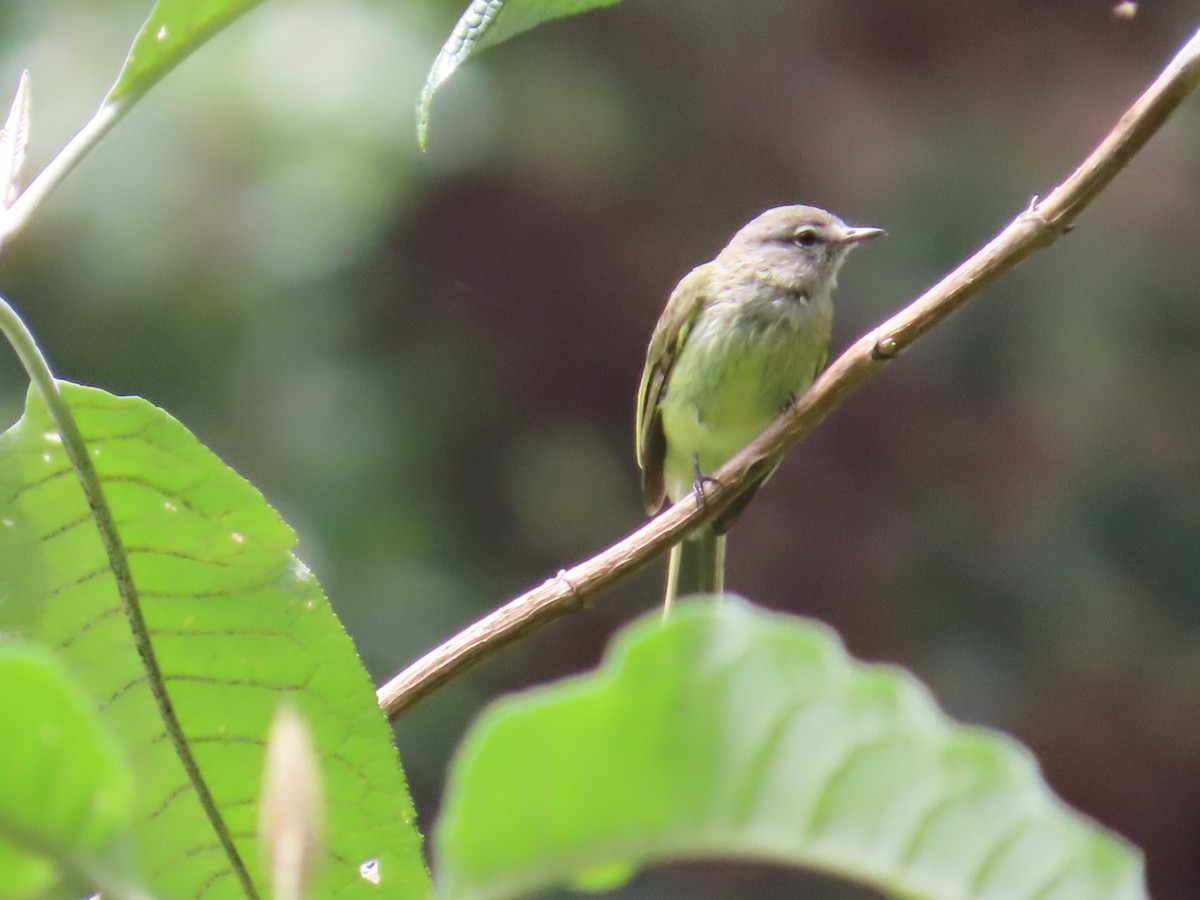 Greenish Elaenia - ML637185361