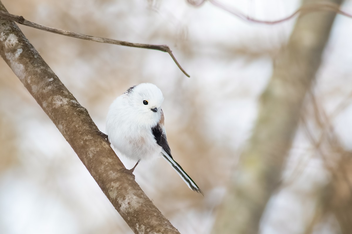 Long-tailed Tit (caudatus) - ML637185371