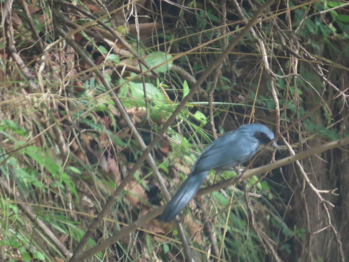 Blue Mockingbird - ML637185375