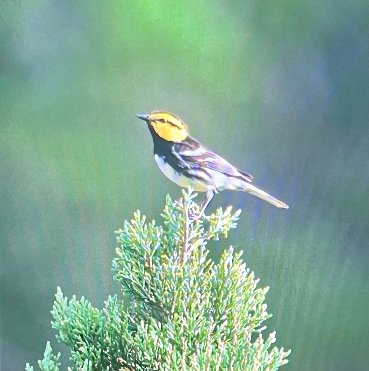 Golden-cheeked Warbler - ML637185377