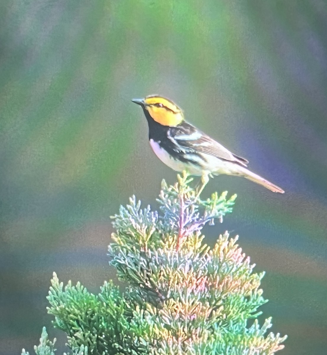 Golden-cheeked Warbler - ML637185378