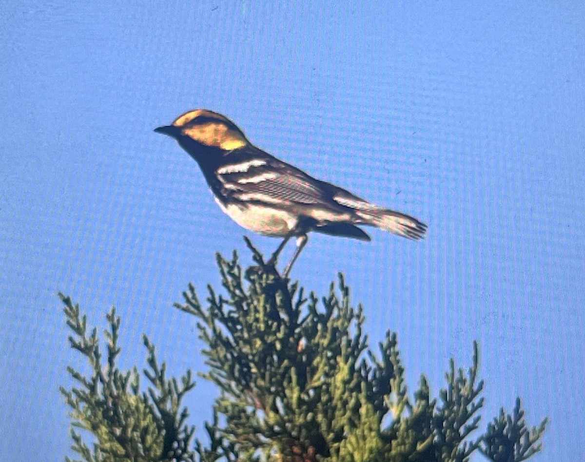 Golden-cheeked Warbler - ML637185379