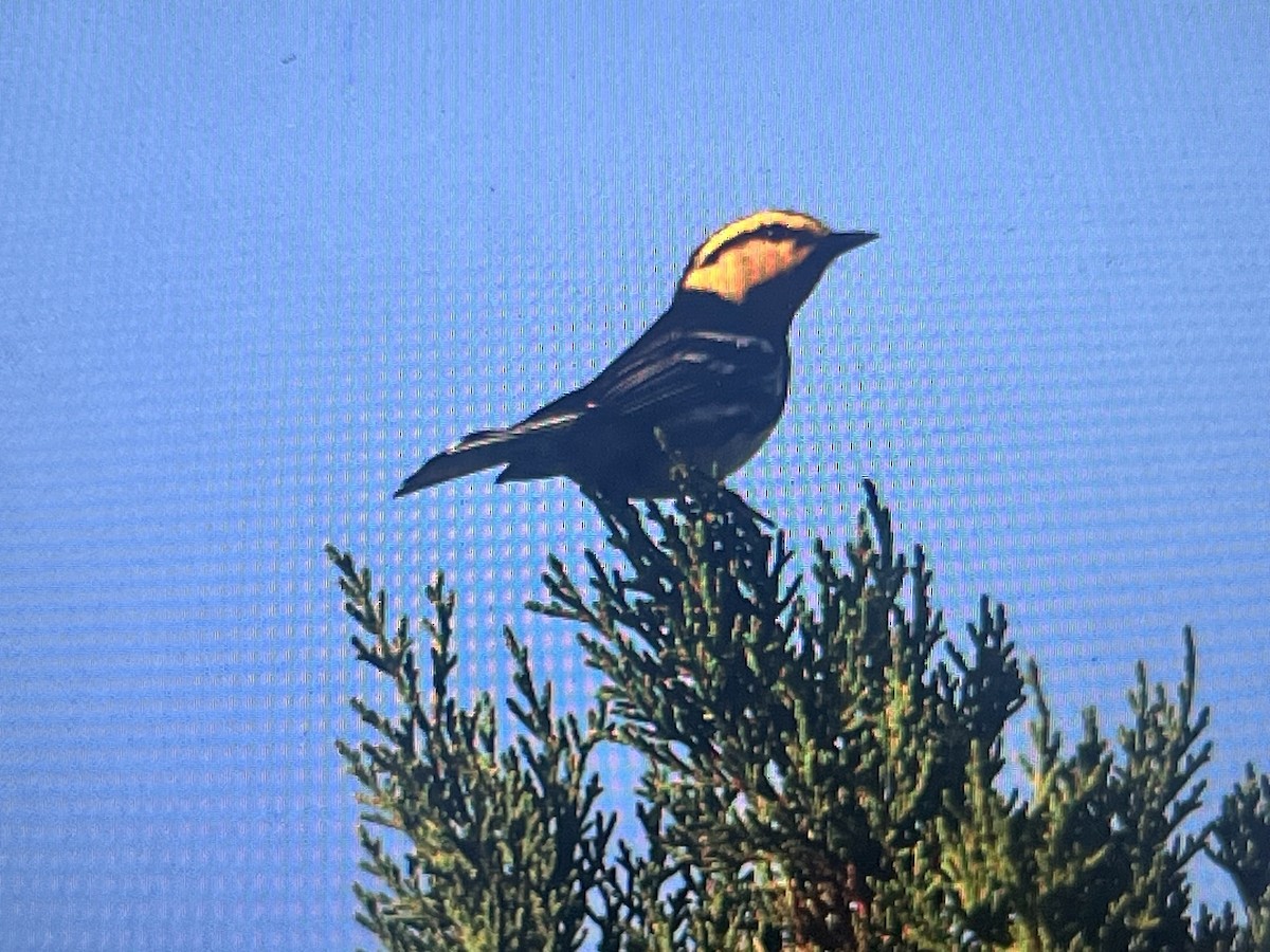 Golden-cheeked Warbler - ML637185380