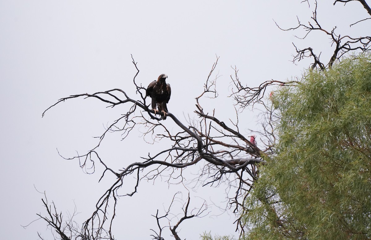 Wedge-tailed Eagle - ML637185386