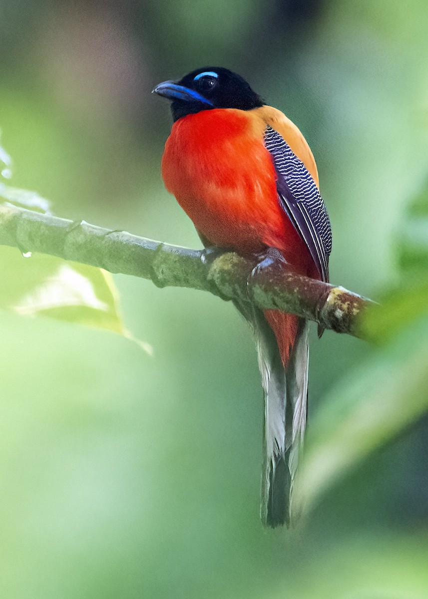 Scarlet-rumped Trogon - ML637185398