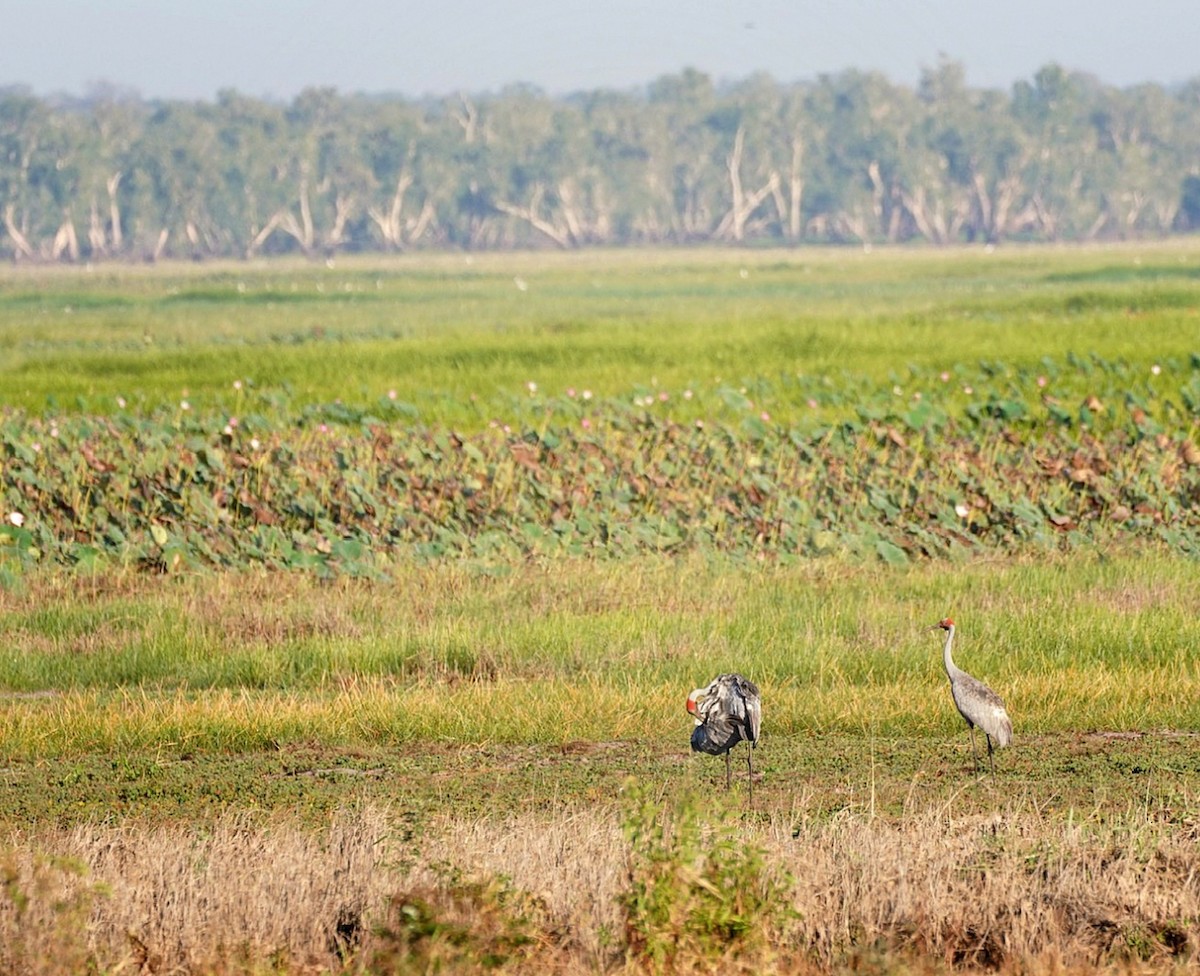 Brolga - ML637185431