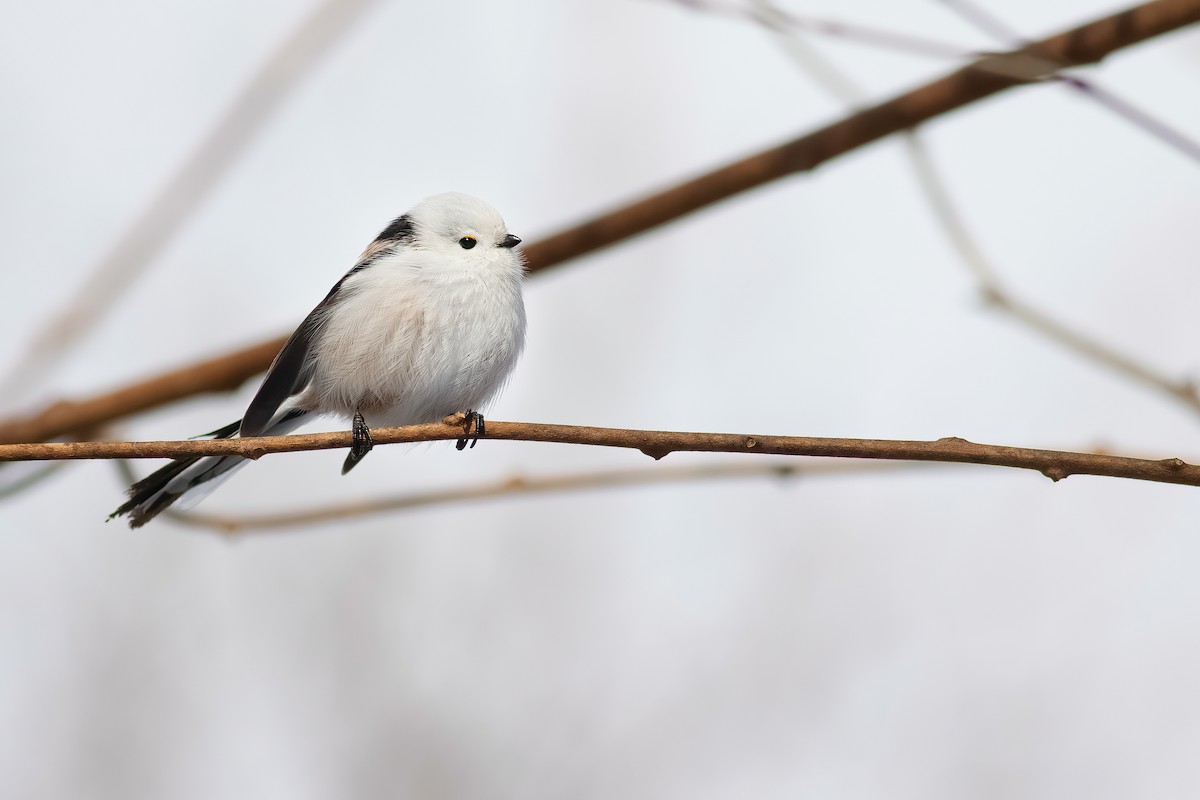 Long-tailed Tit (caudatus) - ML637185444