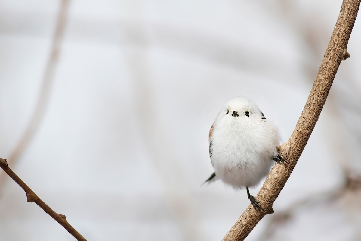 Long-tailed Tit (caudatus) - ML637185449