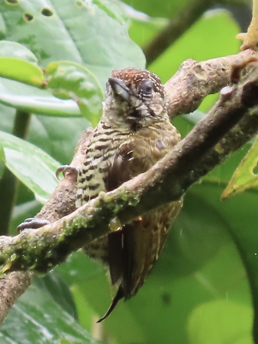 Lafresnaye's Piculet - ML637185496