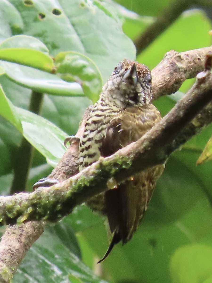 Lafresnaye's Piculet - ML637185497