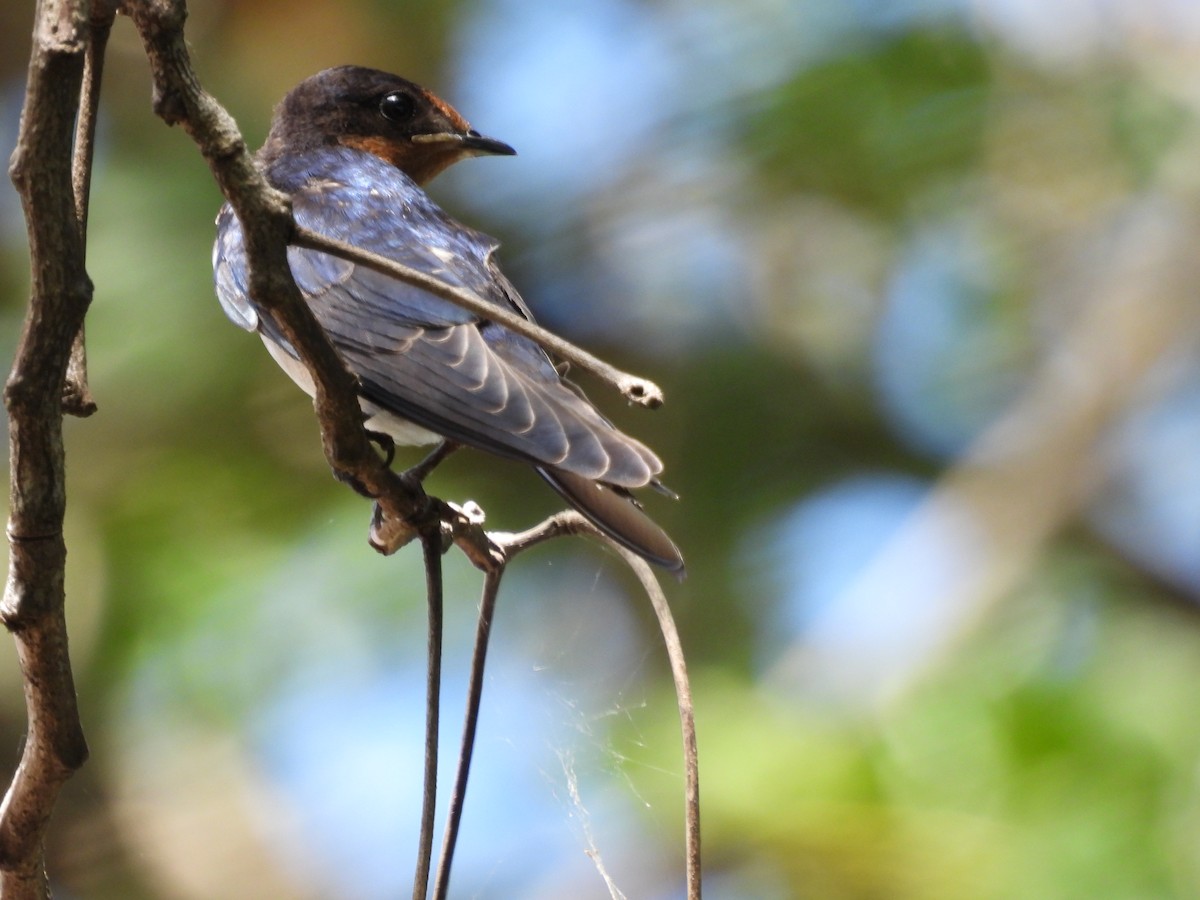 Angola Swallow - ML637185501