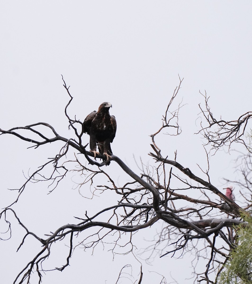 Wedge-tailed Eagle - ML637185540