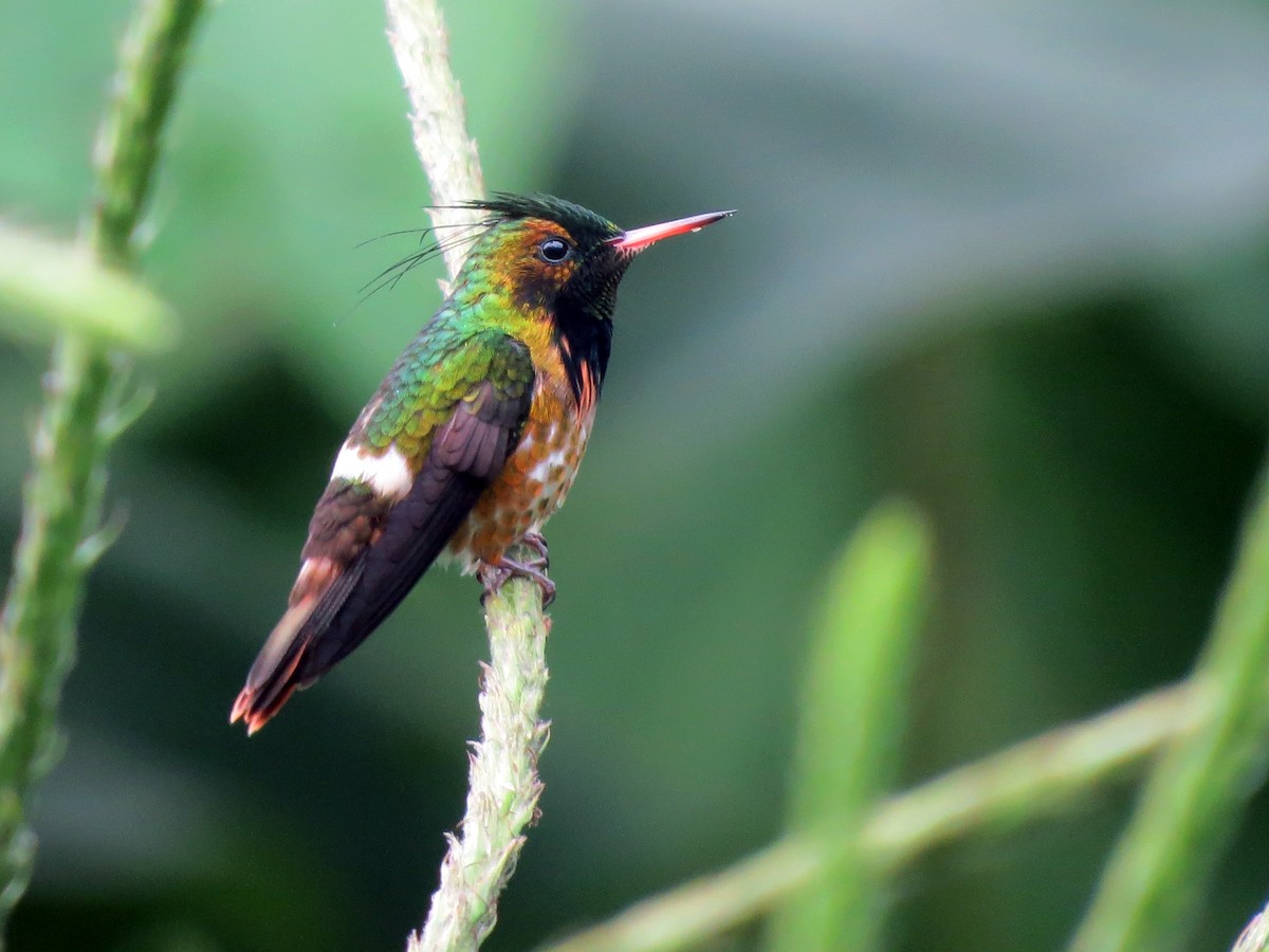 Black-crested Coquette - ML637185543